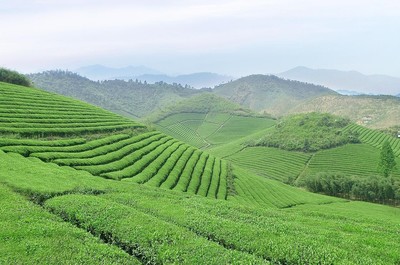 茶葉新國標(biāo)取消稀土限量，為福建茶產(chǎn)業(yè)注入新活力