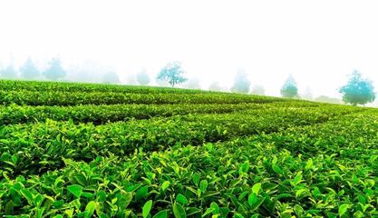 愛心茶園研發(fā)中心在云南省農(nóng)科院茶葉研究所掛牌成立，助推茶產(chǎn)業(yè)發(fā)展