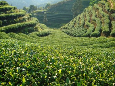 信陽白露茶 秋日的茶香饋贈(zèng)